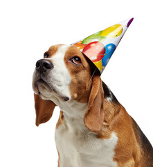 portrait of young beagle dog