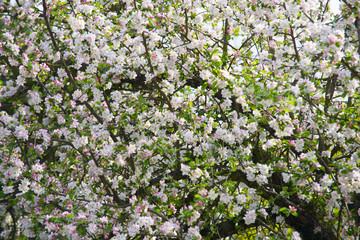Blossoming tree in spring