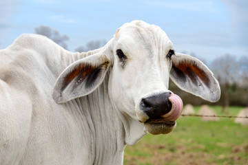 Headshot of a white cow of American Brahman breed with tongue - obrazy, fototapety, plakaty