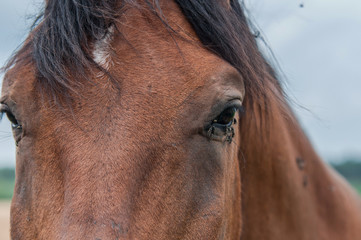 A lot of flies is near the eye of horse