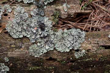 Old tree log texture overgrown with a lichen