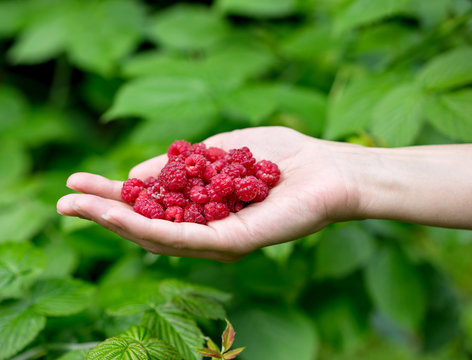 Ripe raspberry in female hand