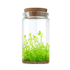 Water plant in bottle