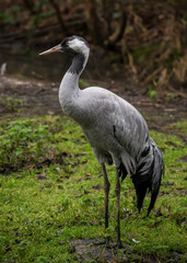 Obraz na płótnie Canvas Common crane in the nature