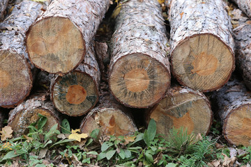 Pine tree stumps in autumn forest in row