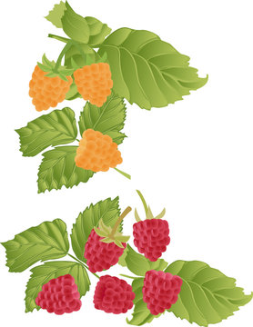 Red raspberries and blackberries on a white background.