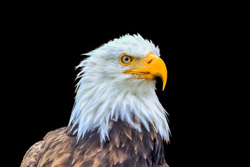 Portrait of a bald eagle (lat. haliaeetus leucocephalus) in black background, Alaska,USA