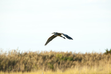 Obraz premium Great Blue Heron over marsh