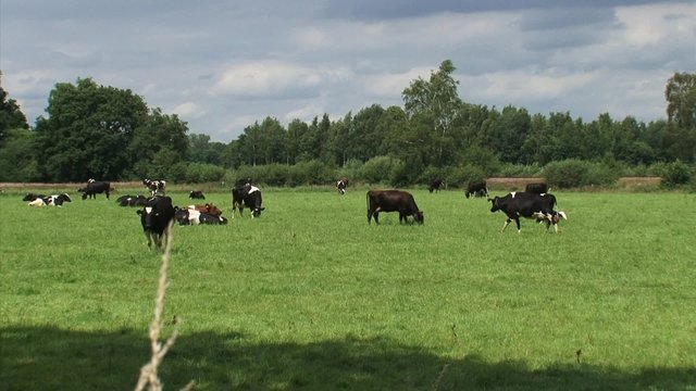 Dairy cattle grazing in small Dutch pasture - medium shot