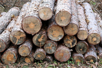 Woodpile of freshly cut lumber awaiting distribution