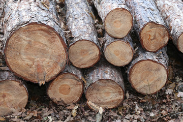 Fototapeta premium Freshly cut pine tree logs in forest outdoors