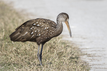 Limpkin at the Edge of a Florida Pond