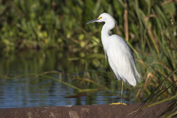 Snowy Egret at the Edge of a Marsh - Viera, Florida