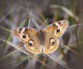 Buckeye Butterfly (Junomia Coenia) in the grass