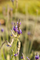 Lavender (Lavandula angustifolia, officinalis)