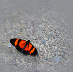 Fototapeta na wymiar Butterfly on a Concrete Sidewalk 
