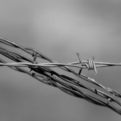 Barbed Wire in Black and White