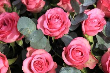 Pink roses and eucalyptus
