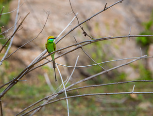 Green Bee eater is bright green and tinged with blue especially on the chin and throat. The crown and upper back are tinged with golden rufous. The flight feathers are rufous washed with green. 