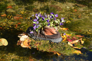 flores en un zapato