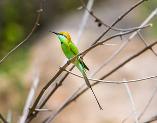 Green Bee eater is bright green and tinged with blue especially on the chin and throat. The crown and upper back are tinged with golden rufous. The flight feathers are rufous washed with green. 
