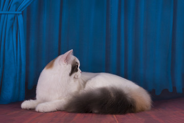 white cat playing on stage