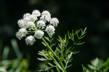FLORES DIVERSAS DE VERANO