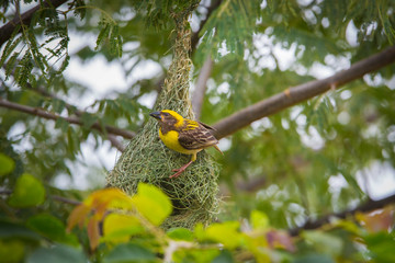 Baya Weavers nest colonies are usually found on thorny trees or palm fronds and the nests are often built near water or hanging over water where predators cannot easily reach their nests.