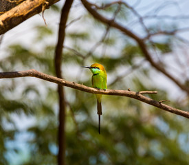 Green Bee eater is bright green and tinged with blue especially on the chin and throat. The crown and upper back are tinged with golden rufous. The flight feathers are rufous washed with green. 
