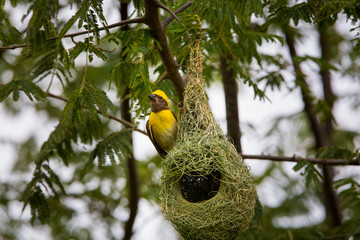 Baya Weavers nest colonies are usually found on thorny trees or palm fronds and the nests are often...