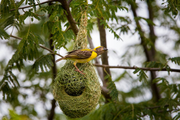 Baya Weavers nest colonies are usually found on thorny trees or palm fronds and the nests are often built near water or hanging over water where predators cannot easily reach their nests.