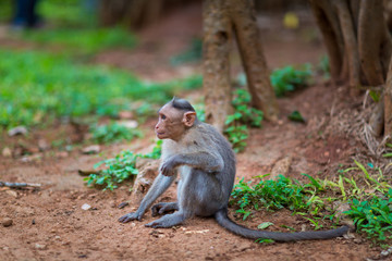 The bonnet macaque is a macaque endemic to southern India. Its distribution is limited by the Indian Ocean on three sides and the Godavari, Tapti Rivers along with a related species of rhesus macaque.