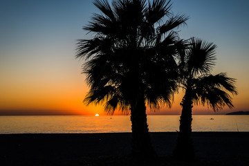 Palmeras al atardecer
