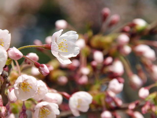 かわいい桜