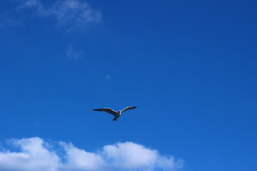 空を飛ぶカモメ