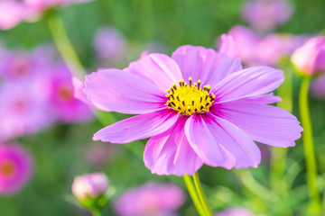 Cosmos flowers blooming in the garden
