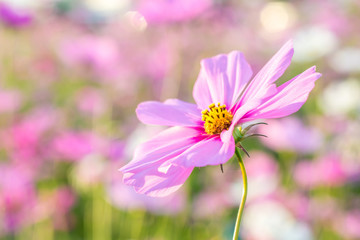 Cosmos flowers blooming in the garden