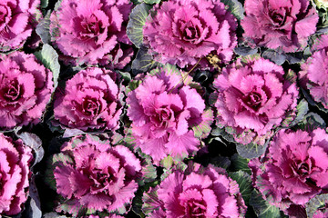 ornamental kale