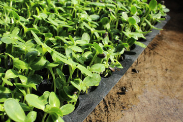 Plant of sunflower seeds