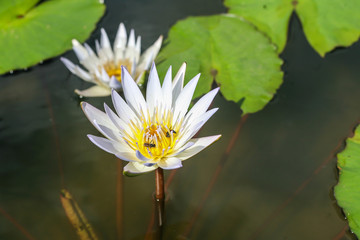 lotus flower background