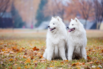 Two samoyed dogs in autumn park