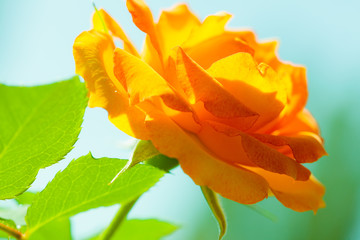 Nature. Orange rose flower for background