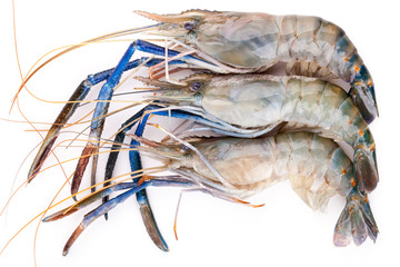 Giant freshwater prawn, Fresh shrimp on white