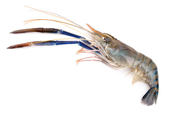 Fresh shrimp, Giant freshwater prawn on white