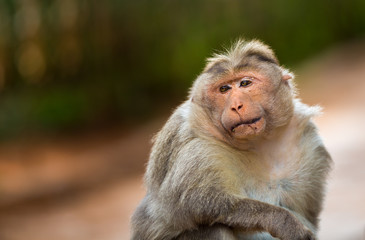 The Macaque diaries. The bonnet macaque is a macaque endemic to southern India. Its distribution is limited by the Indian Ocean macaque. These art part of the big Banyan tree troop Bangalore India.