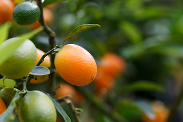 orange kumquat fruit on the tree