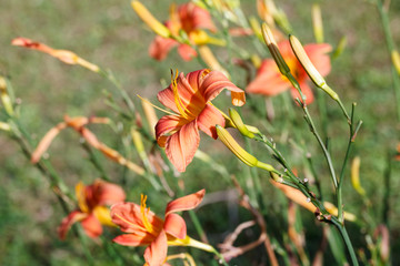 Obraz premium Orange-yellow lily flower,Close-up