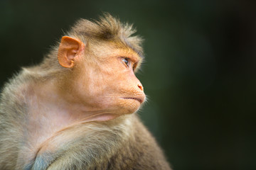 The bonnet macaque is a macaque endemic to southern India. Its distribution is widespread and is common in major cities where it can become a nuisance with its foraging activities. 