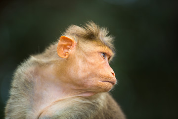 The bonnet macaque is a macaque endemic to southern India. Its distribution is widespread and is common in major cities where it can become a nuisance with its foraging activities. 