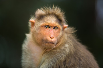 The bonnet macaque is a macaque endemic to southern India. Its distribution is widespread and is common in major cities where it can become a nuisance with its foraging activities. 